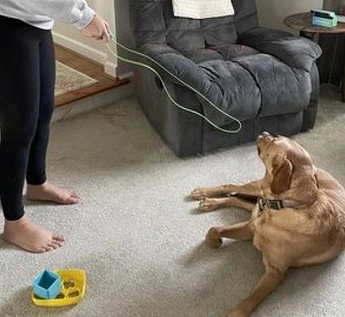 lady plays with her dog and Orbi WizLoop